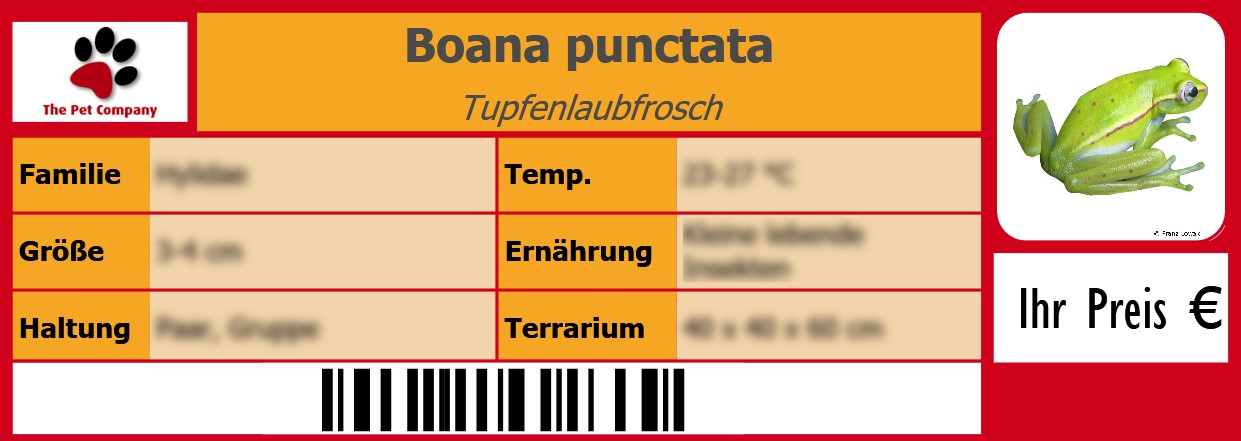 Boana punctata Tupfenlaubfrosch 105 x 38 mm