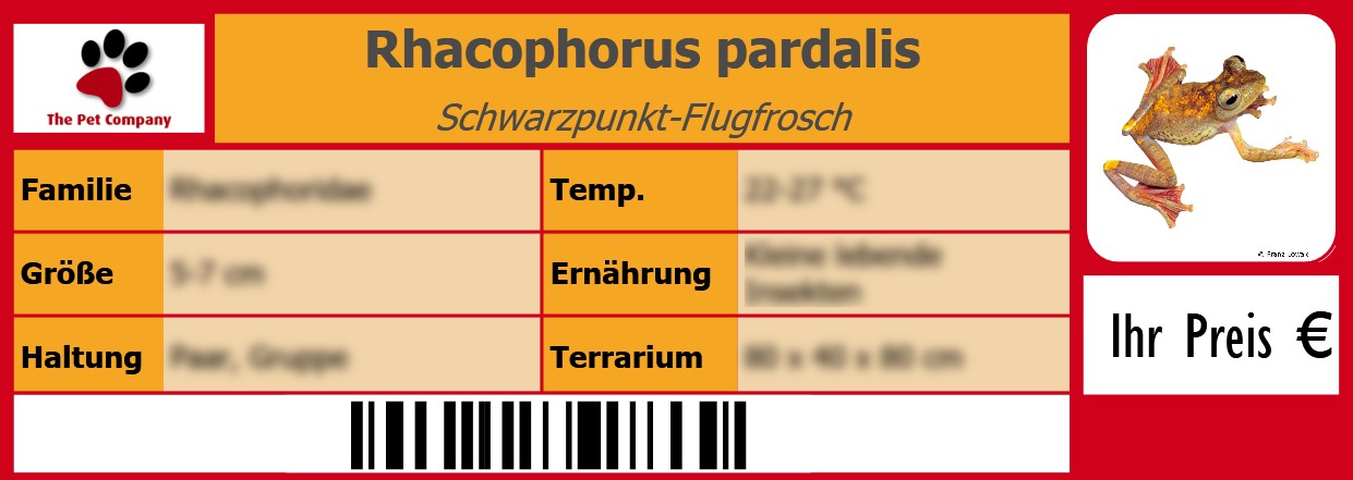 Rhacophorus pardalis Schwarzpunkt-Flugfrosch 105 x 38 mm