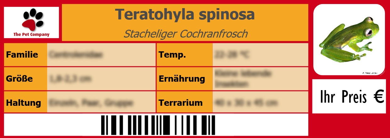 Teratohyla spinosa Stacheliger Cochranfrosch 105 x 38 mm
