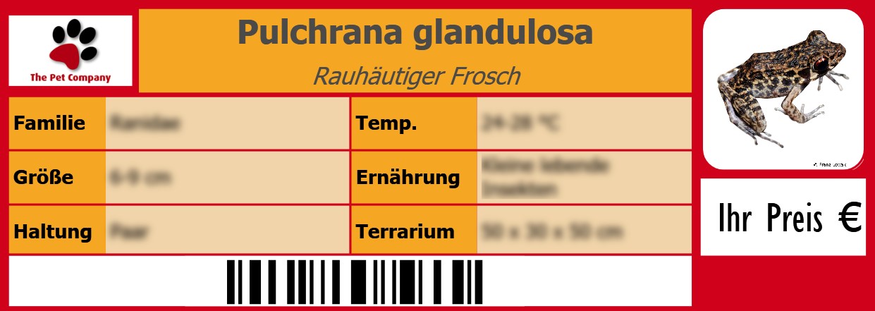 Pulchrana glandulosa Rauhäutiger Frosch 105 x 38 mm