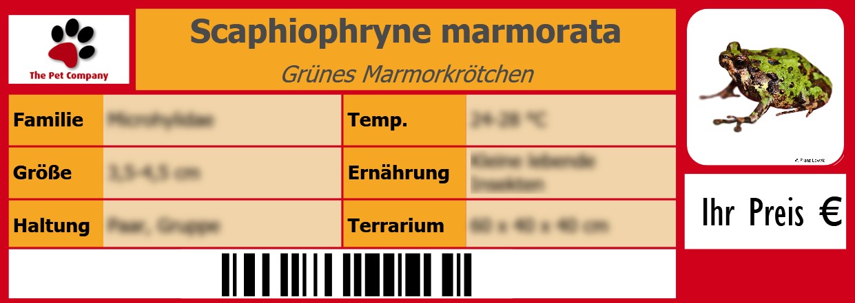 Scaphiophryne marmorata Grünes Marmorkrötchen 105 x 38 mm