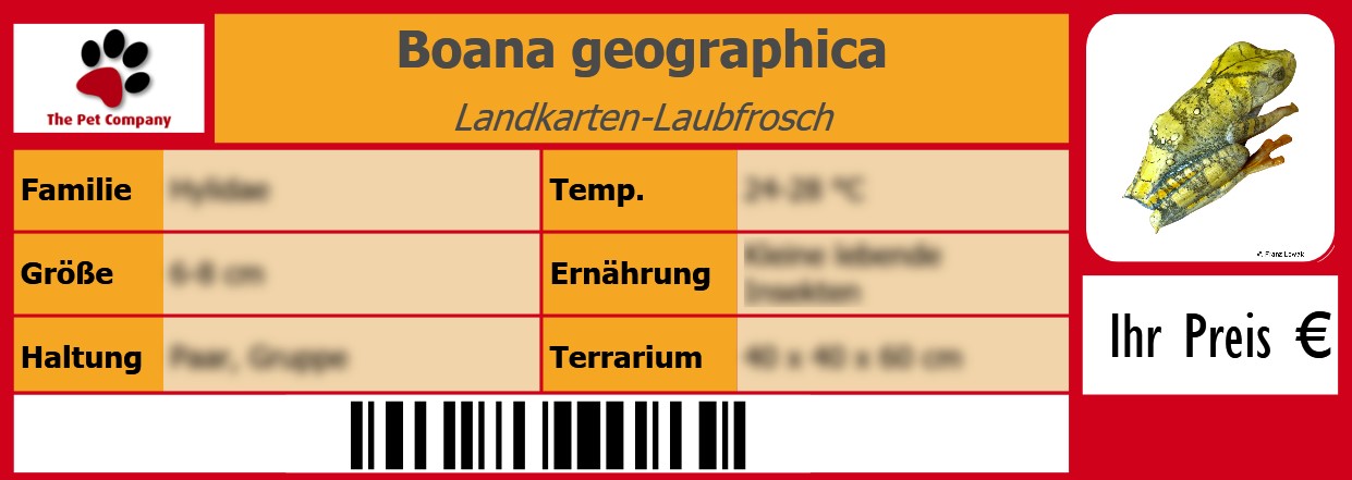 Boana geographica Landkarten-Laubfrosch 105 x 38 mm