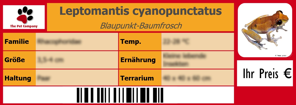 Leptomantis cyanopunctatus Blaupunkt-Baumfrosch 105 x 38 mm