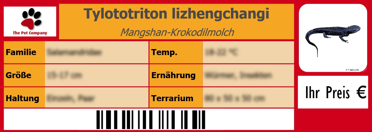 Tylototriton lizhengchangi Mangshan-Krokodilmolch 105 x 38 mm