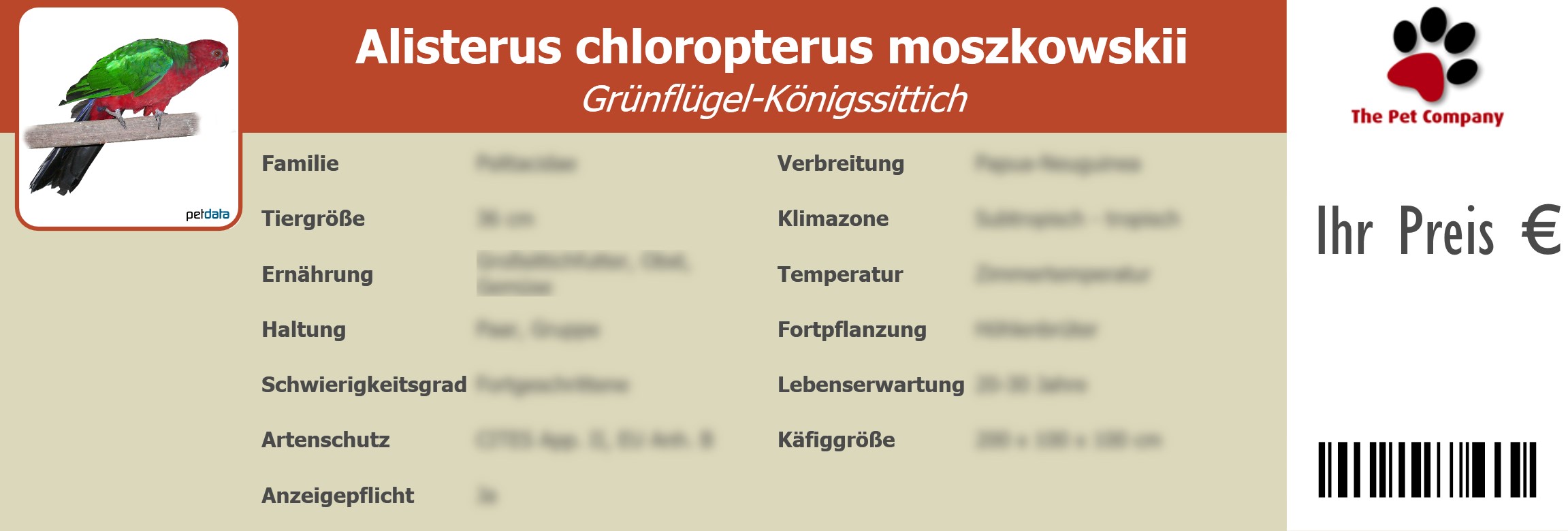 Alisterus chloropterus moszkowskii Grünflügel-Königssittich 195 x 66 mm