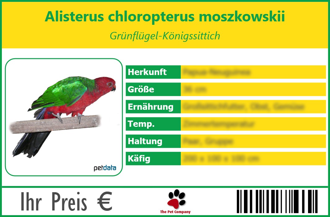 Alisterus chloropterus moszkowskii Grünflügel-Königssittich 90 x 60 mm