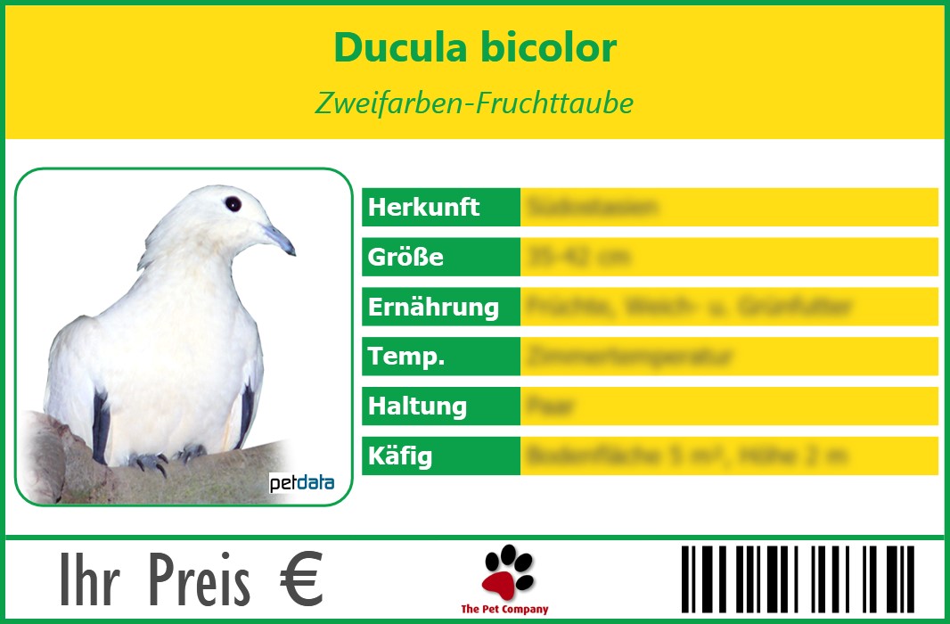 Ducula bicolor Zweifarben-Fruchttaube 90 x 60 mm