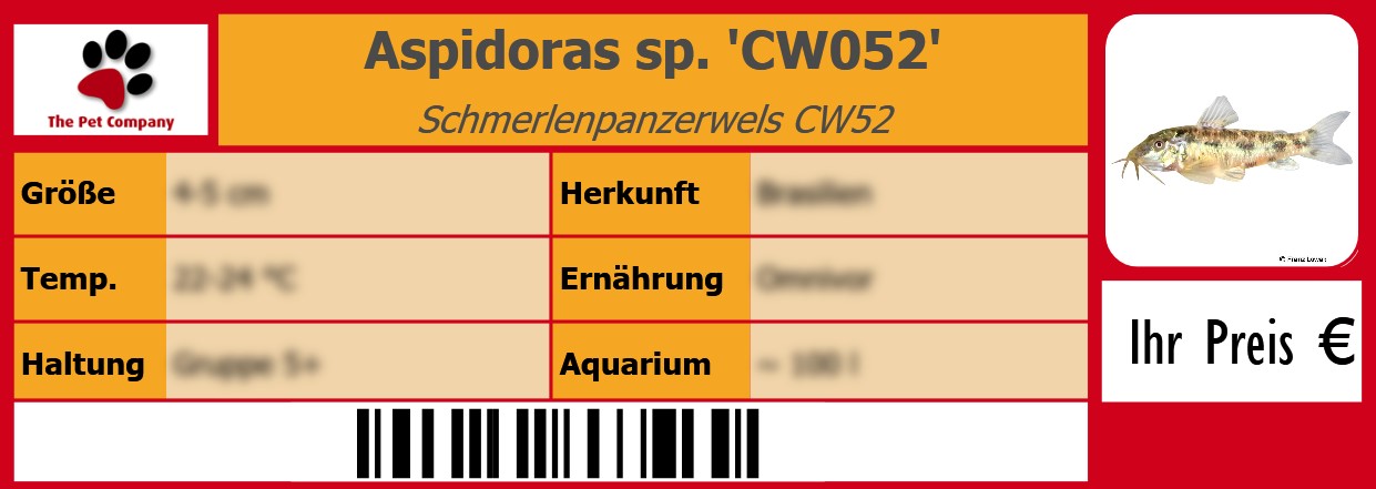 Aspidoras sp. 'CW052' Schmerlenpanzerwels CW52 105 x 38 mm