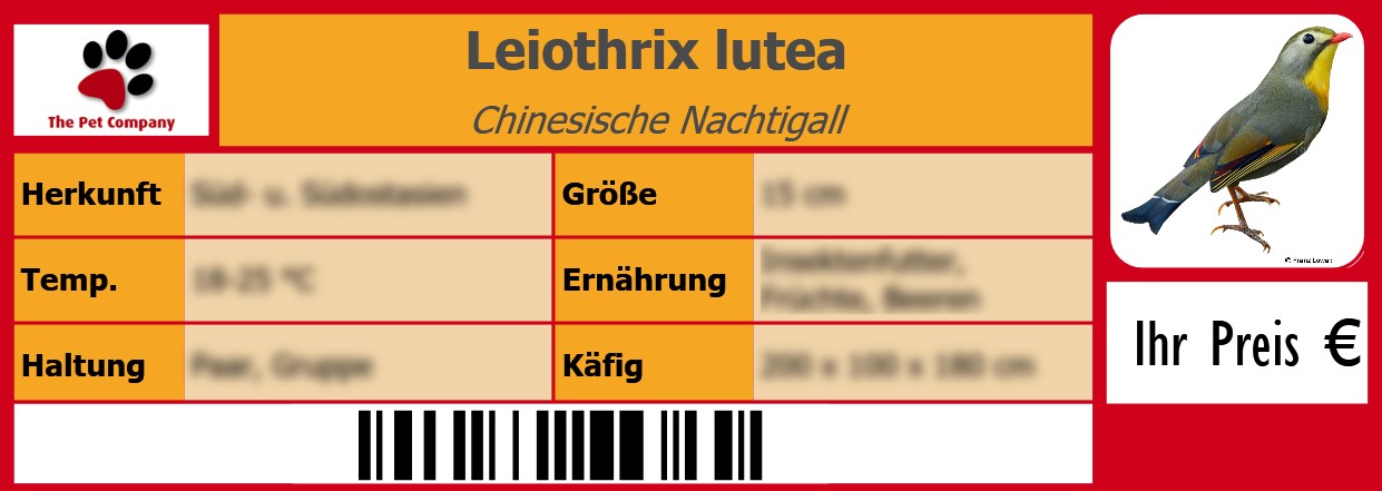 Leiothrix lutea Chinesische Nachtigall 105 x 38 mm