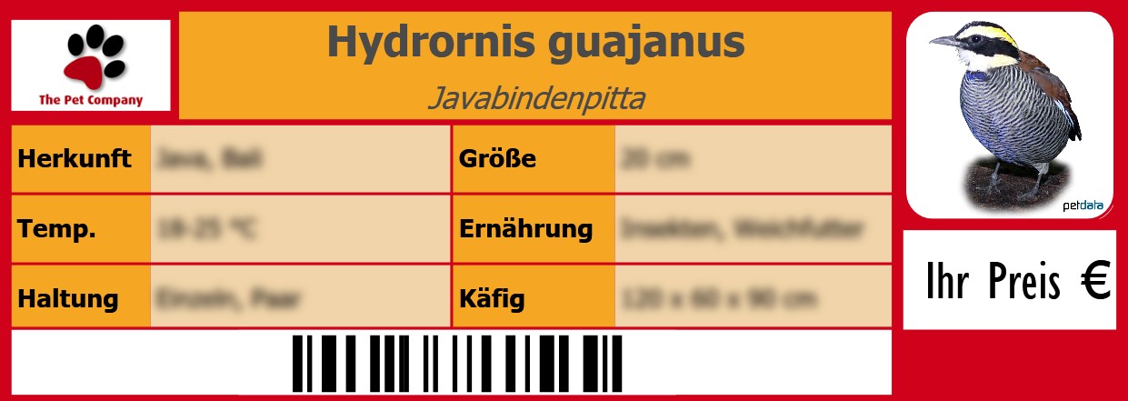 Hydrornis guajanus Javabindenpitta 105 x 38 mm