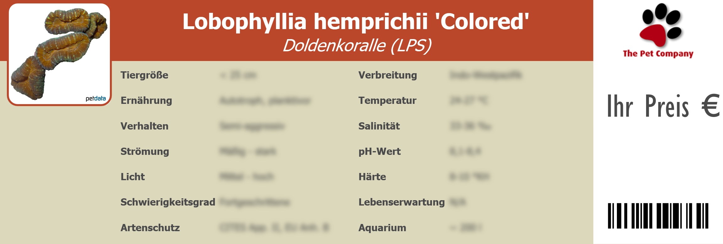 Lobophyllia hemprichii 'Colored' Doldenkoralle (LPS) 195 x 66 mm