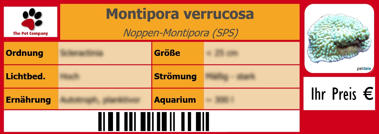 Montipora verrucosa Noppen-Montipora (SPS) 105 x 38 mm