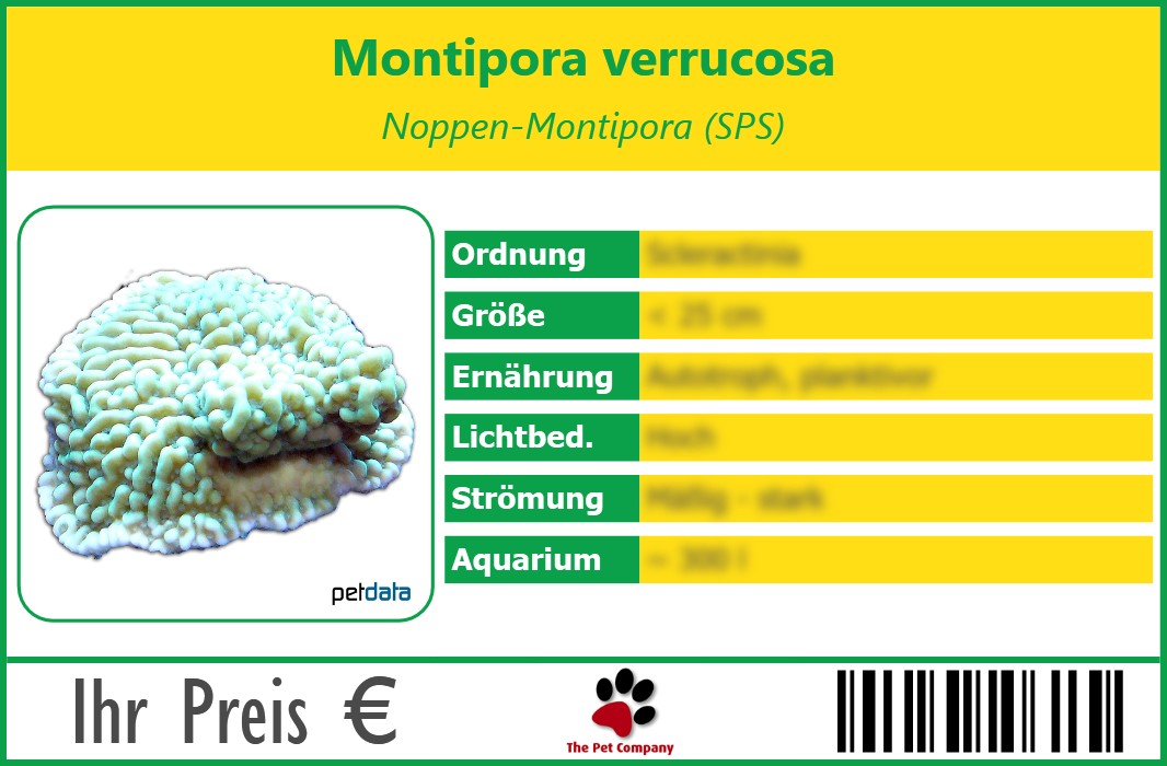 Montipora verrucosa Noppen-Montipora (SPS) 90 x 60 mm