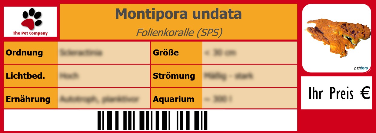 Montipora undata Folienkoralle (SPS) 105 x 38 mm