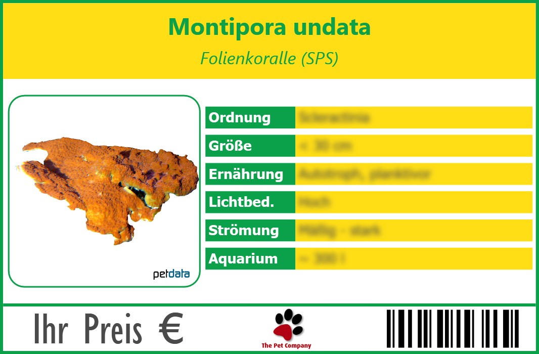 Montipora undata Folienkoralle (SPS) 90 x 60 mm