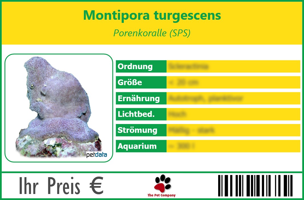 Montipora turgescens Porenkoralle (SPS) 90 x 60 mm