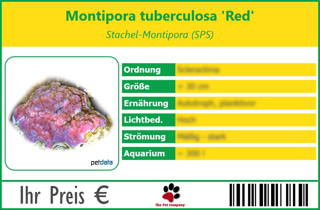 Montipora tuberculosa 'Red' Stachel-Montipora (SPS) 90 x 60 mm