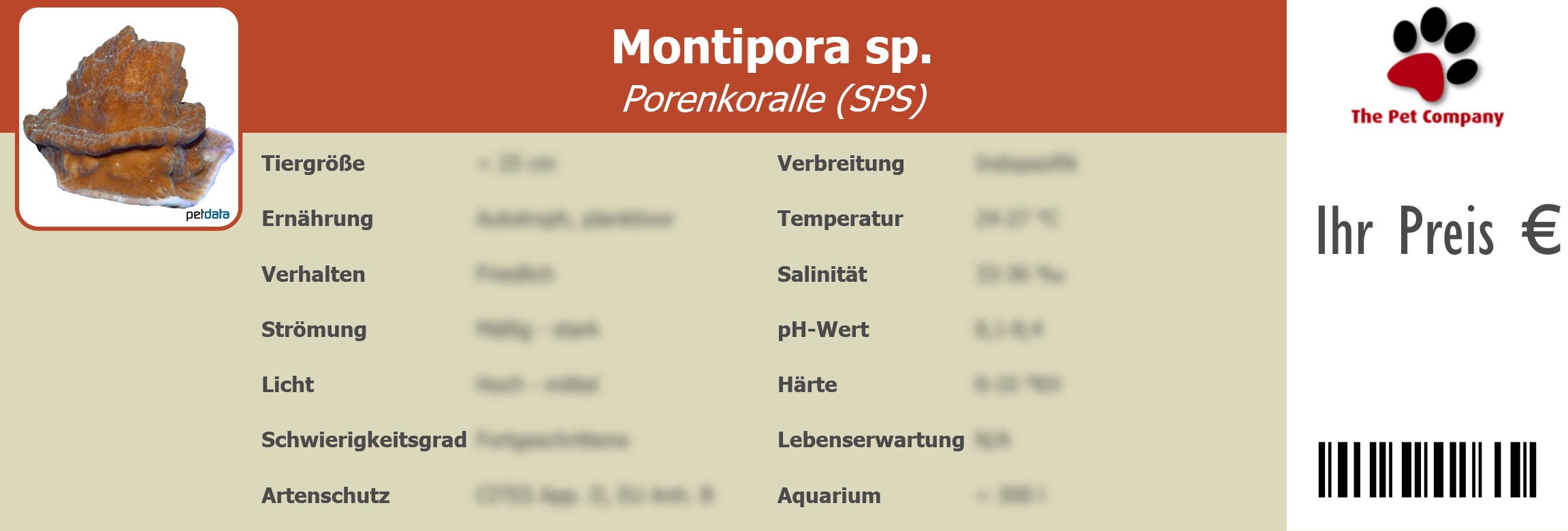 Montipora sp. Porenkoralle (SPS) 195 x 66 mm