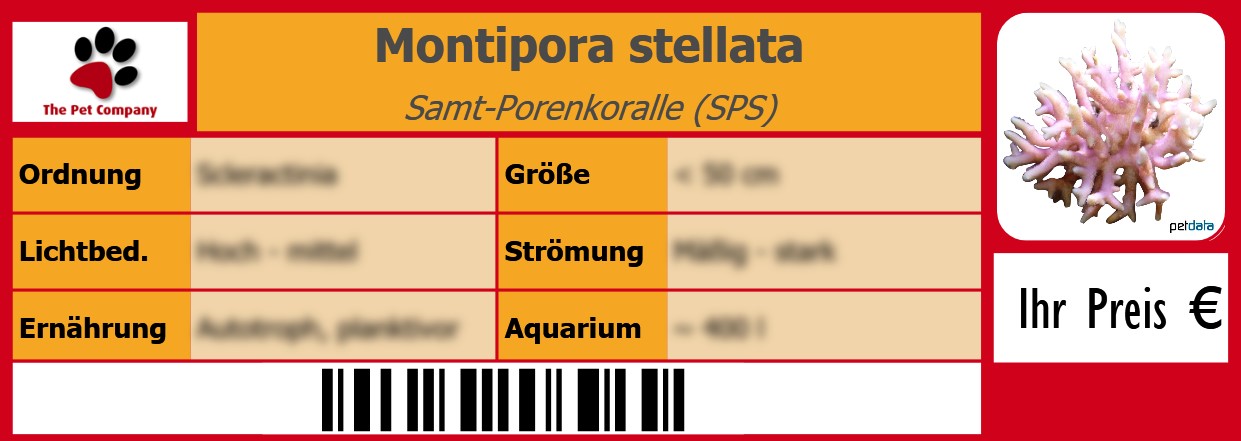 Montipora stellata Samt-Porenkoralle (SPS) 105 x 38 mm