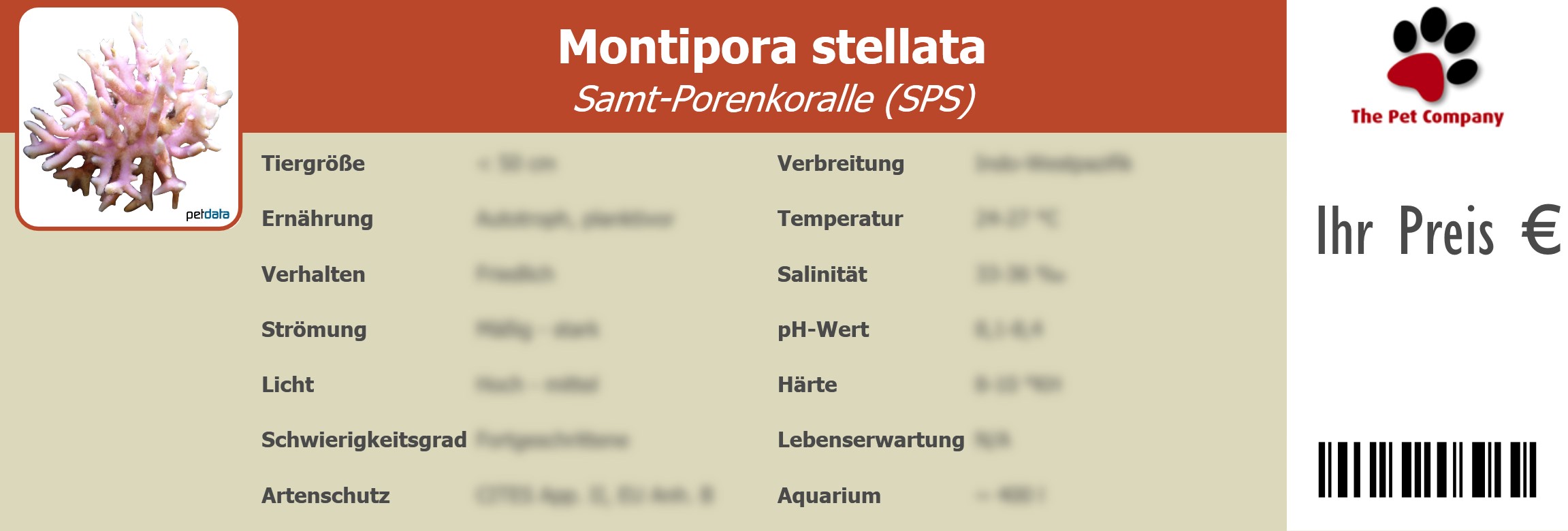 Montipora stellata Samt-Porenkoralle (SPS) 195 x 66 mm