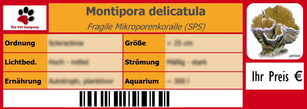 Montipora delicatula Fragile Mikroporenkoralle (SPS) 105 x 38 mm