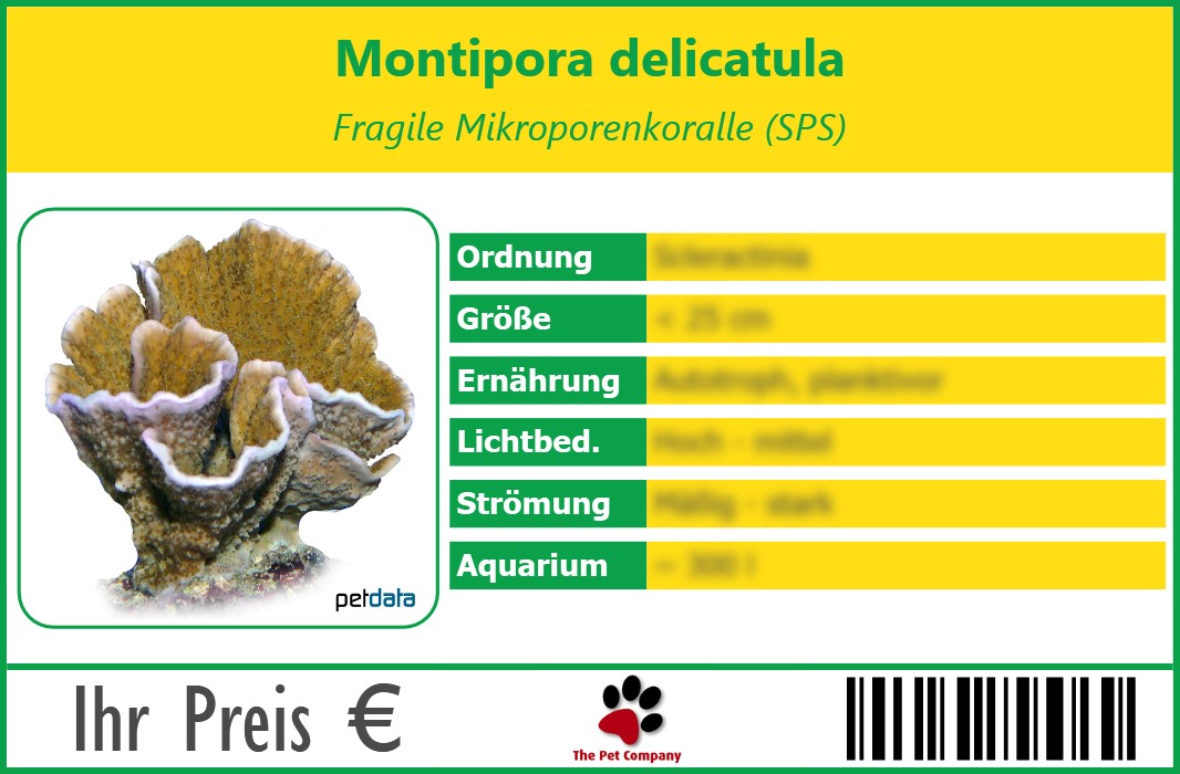 Montipora delicatula Fragile Mikroporenkoralle (SPS) 90 x 60 mm