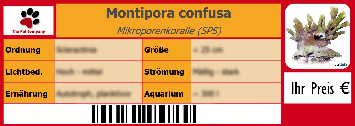 Montipora confusa Mikroporenkoralle (SPS) 105 x 38 mm