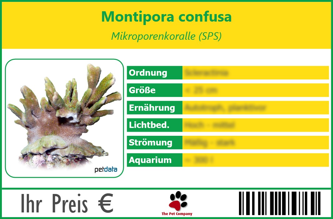 Montipora confusa Mikroporenkoralle (SPS) 90 x 60 mm