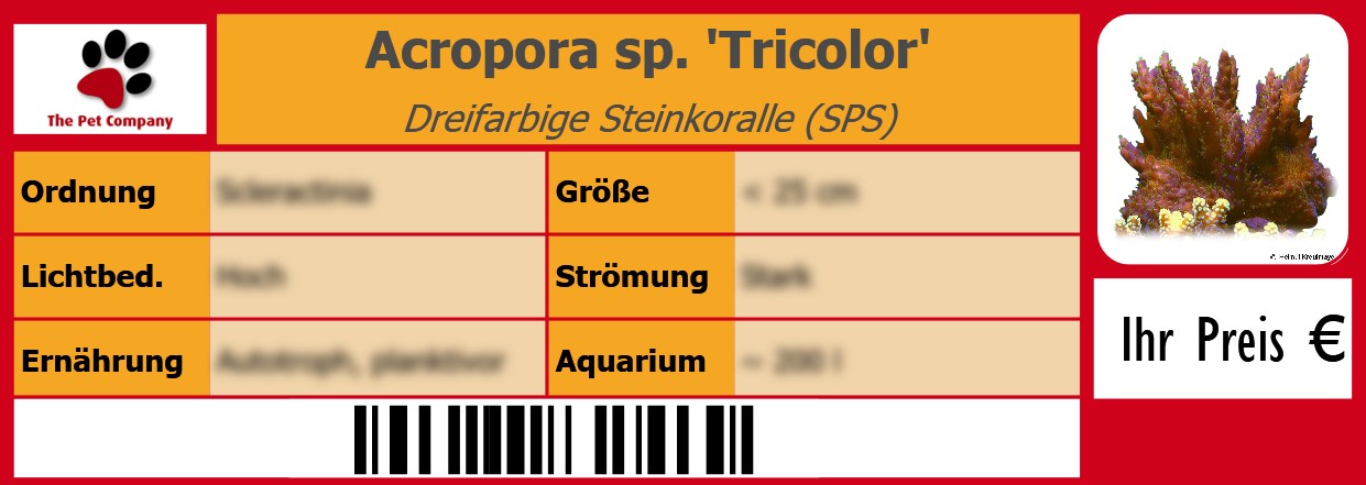 Acropora sp. 'Tricolor' Dreifarbige Steinkoralle (SPS) 105 x 38 mm
