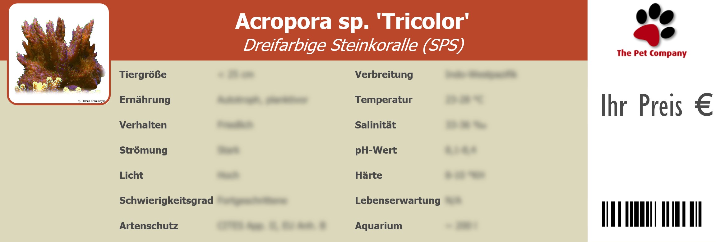 Acropora sp. 'Tricolor' Dreifarbige Steinkoralle (SPS) 195 x 66 mm