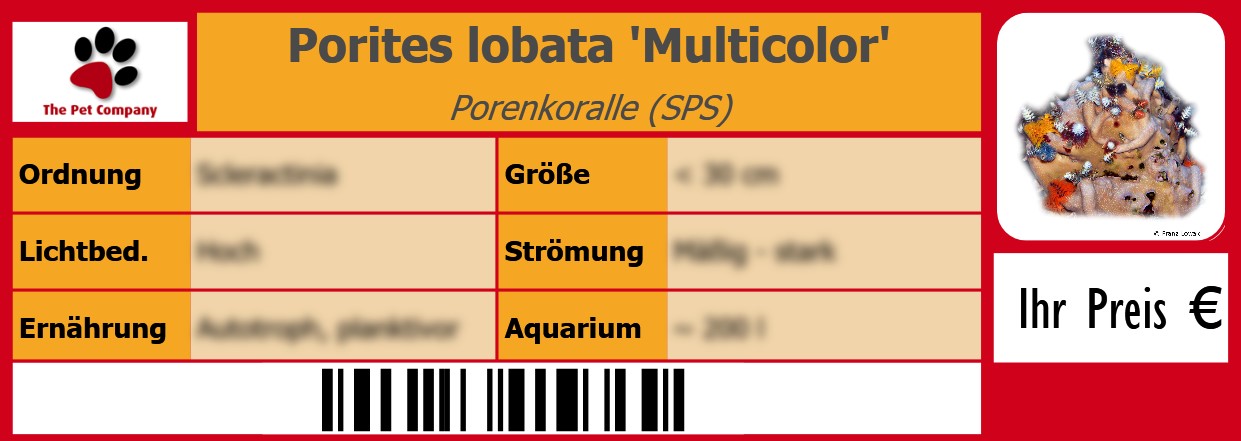 Porites lobata 'Multicolor' Porenkoralle (SPS) 105 x 38 mm