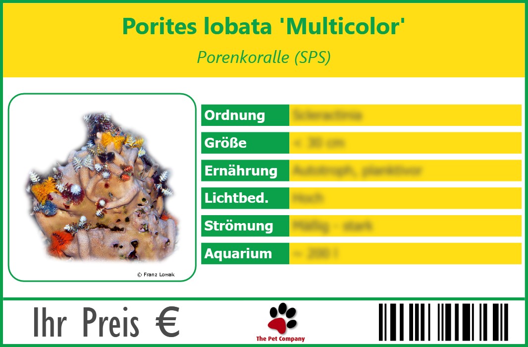Porites lobata 'Multicolor' Porenkoralle (SPS) 90 x 60 mm