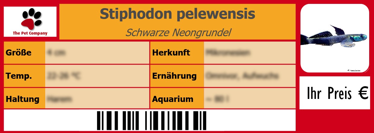 Stiphodon pelewensis Schwarze Neongrundel 105 x 38 mm