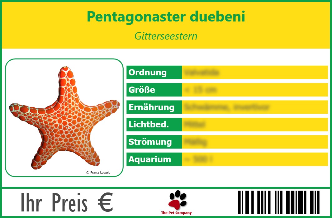 Pentagonaster duebeni Gitterseestern 90 x 60 mm