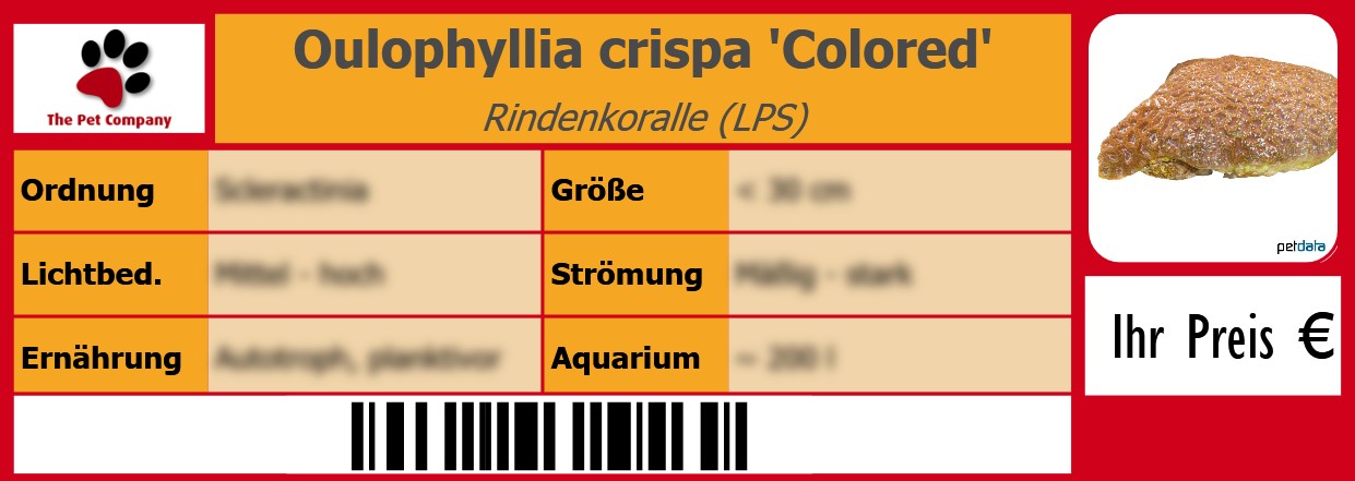 Oulophyllia crispa 'Colored' Rindenkoralle (LPS) 105 x 38 mm