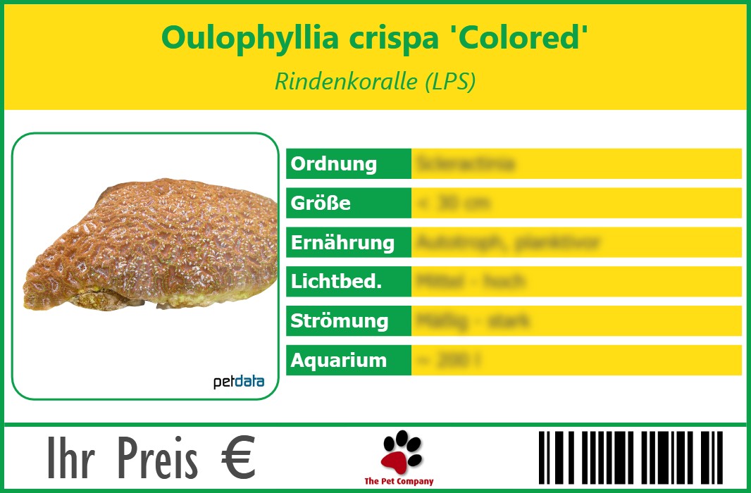 Oulophyllia crispa 'Colored' Rindenkoralle (LPS) 90 x 60 mm