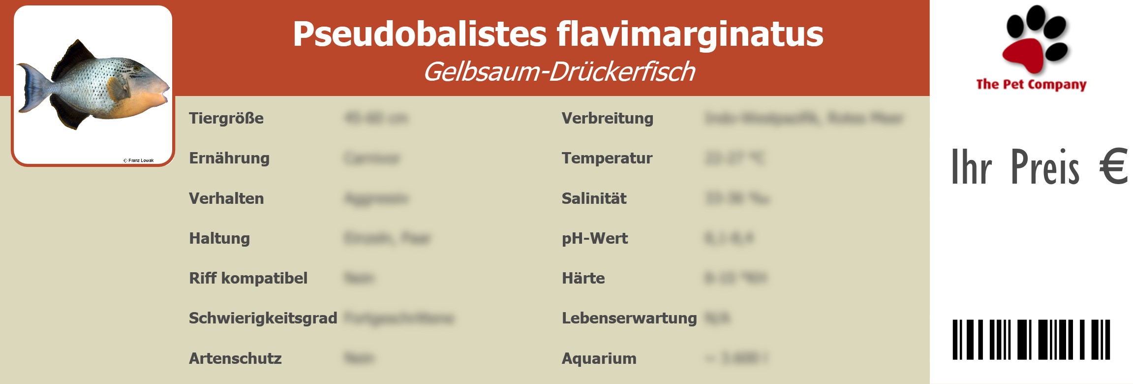 Pseudobalistes flavimarginatus Gelbsaum-Drückerfisch 195 x 66 mm