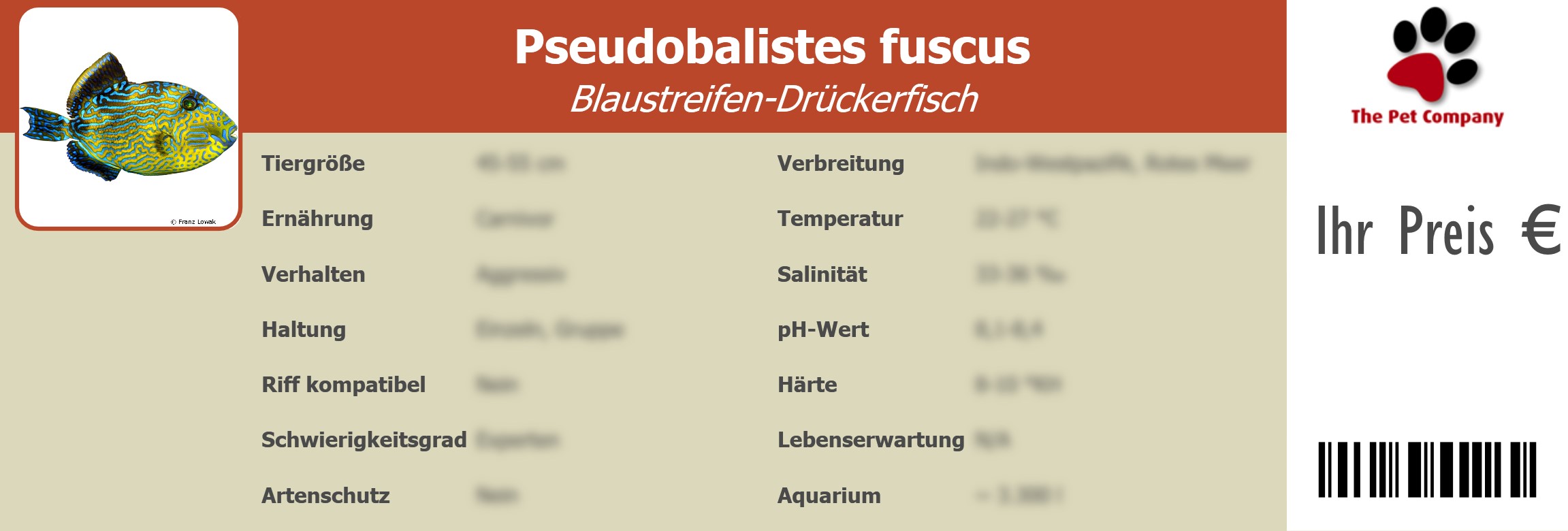 Pseudobalistes fuscus Blaustreifen-Drückerfisch 195 x 66 mm