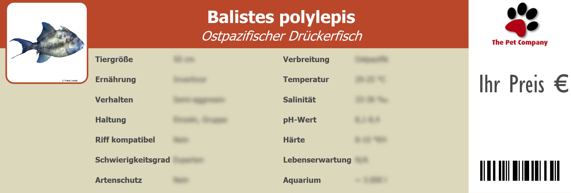 Balistes polylepis Ostpazifischer Drückerfisch 195 x 66 mm
