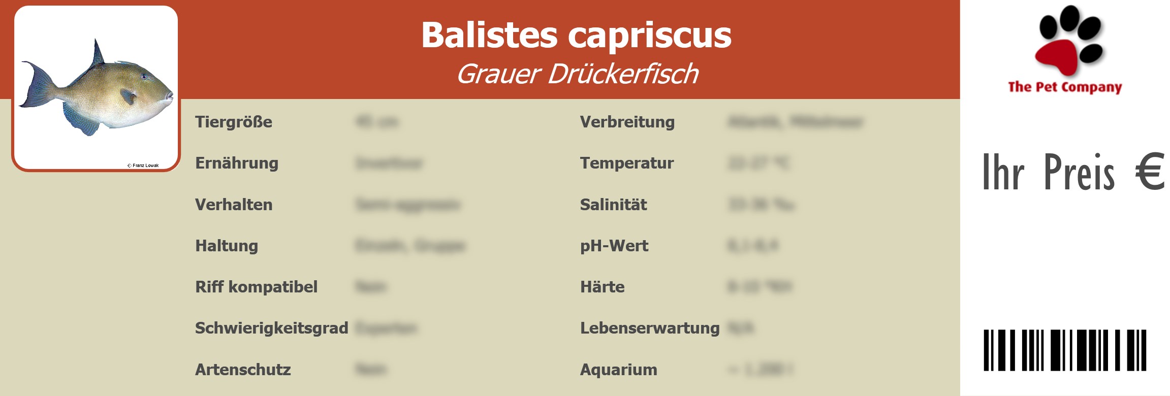 Balistes capriscus Grauer Drückerfisch 195 x 66 mm