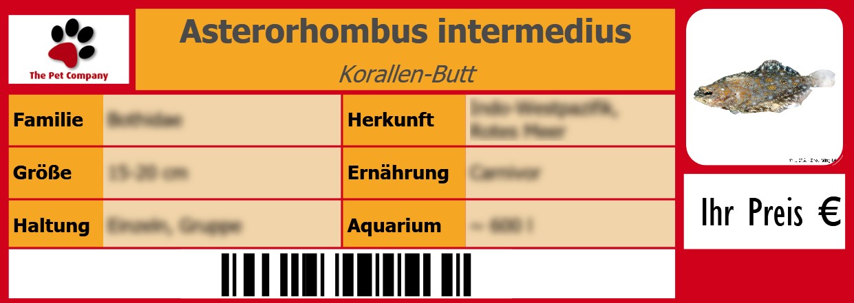 Asterorhombus intermedius Korallen-Butt 105 x 38 mm