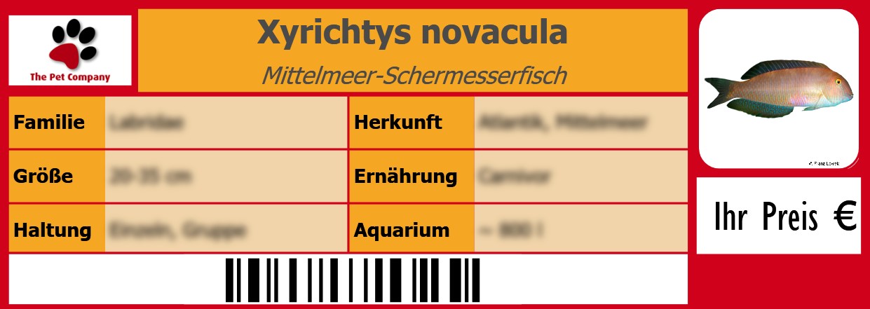 Xyrichtys novacula Mittelmeer-Schermesserfisch 105 x 38 mm