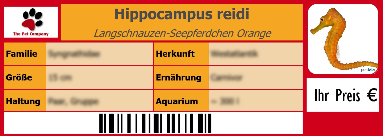 Hippocampus reidi Langschnauzen-Seepferdchen Orange 105 x 38 mm