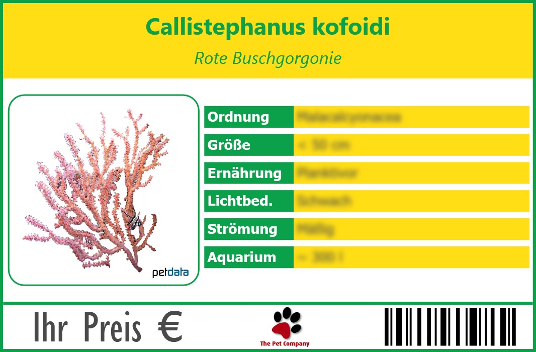 Callistephanus kofoidi Rote Buschgorgonie 90 x 60 mm