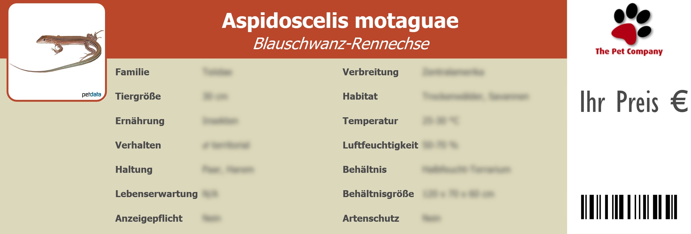 Aspidoscelis motaguae Blauschwanz-Rennechse 195 x 66 mm