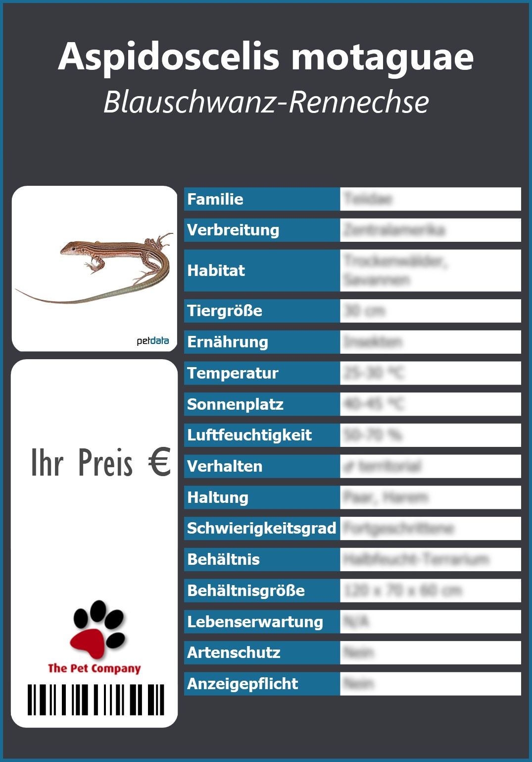 Aspidoscelis motaguae Blauschwanz-Rennechse 91 x 130 mm