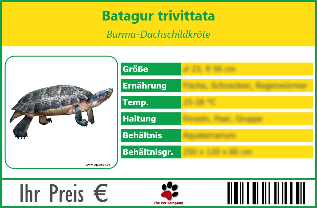 Batagur trivittata Burma-Dachschildkröte 90 x 60 mm