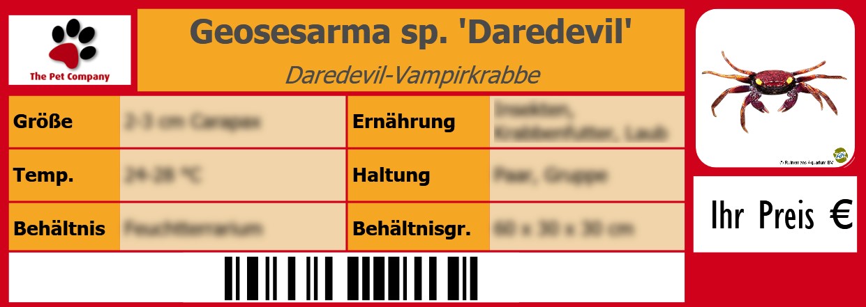 Geosesarma sp. 'Daredevil' Daredevil-Vampirkrabbe 105 x 38 mm