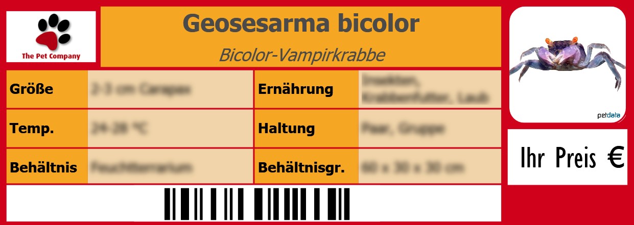 Geosesarma bicolor Bicolor-Vampirkrabbe 105 x 38 mm