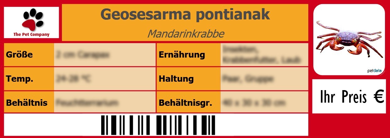 Geosesarma pontianak Mandarinkrabbe 105 x 38 mm